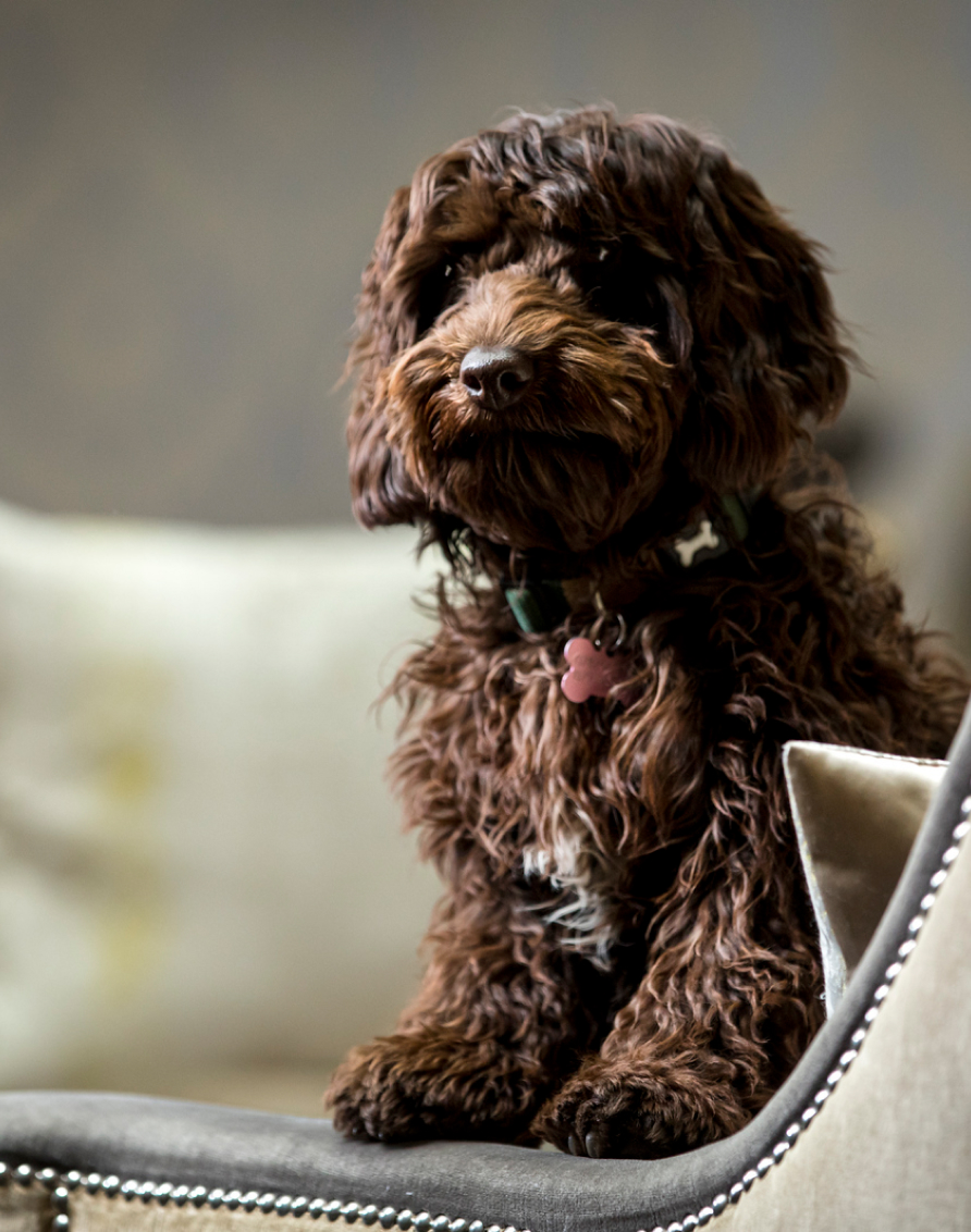 Crosssell Desktop Dog