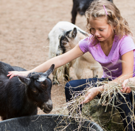 <strong>LOCAL FAMILY ATTRACTIONS</strong>