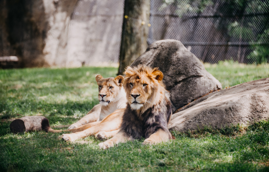 Carousel Desktop TTD Families