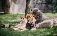 Carousel Desktop TTD Families