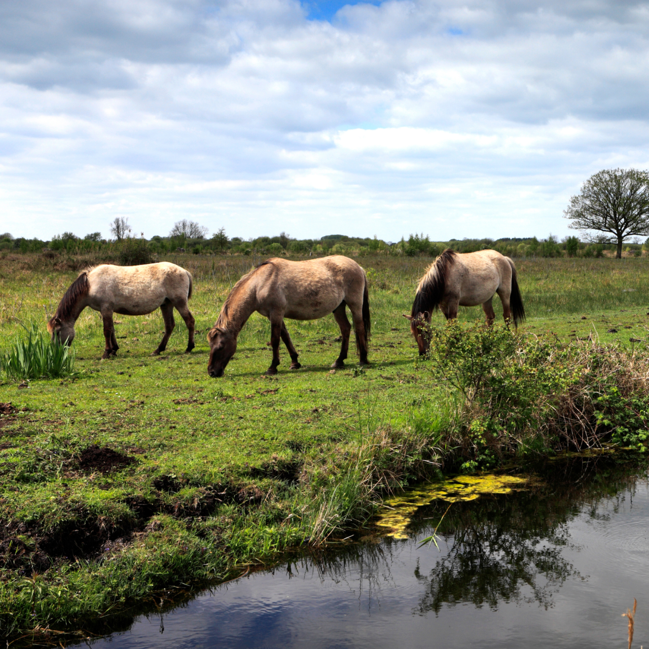 Wicken Fen Nature Reserve 5050