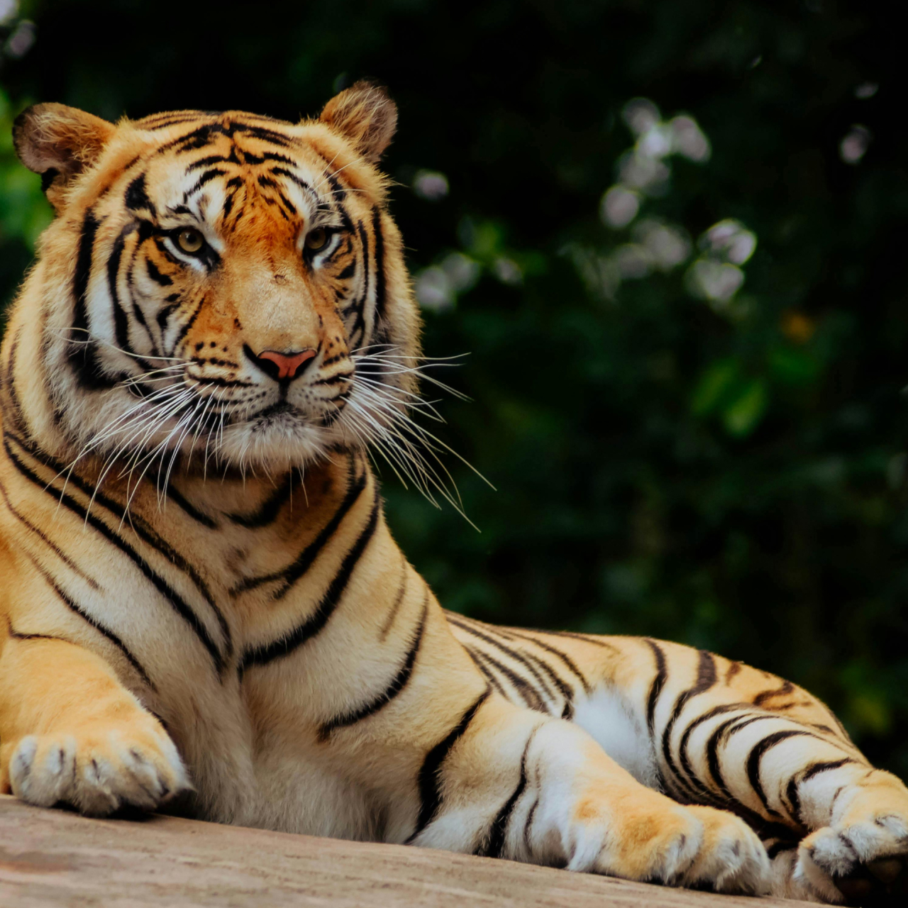 Linton Zoo 5050